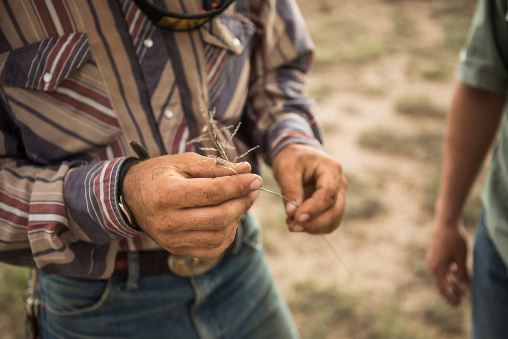 rancher holding blade of grass